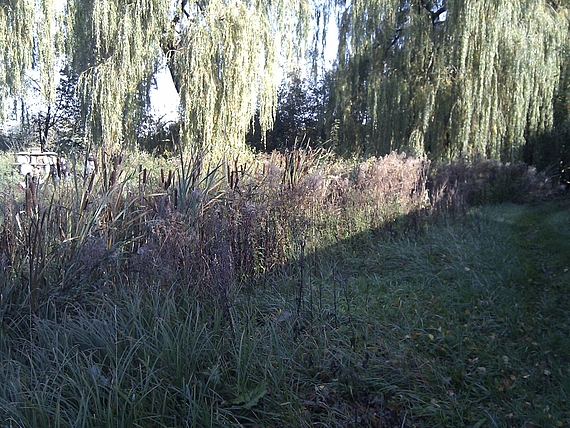 Photo: Overgrown section of the Bade for the implementation of the measures.