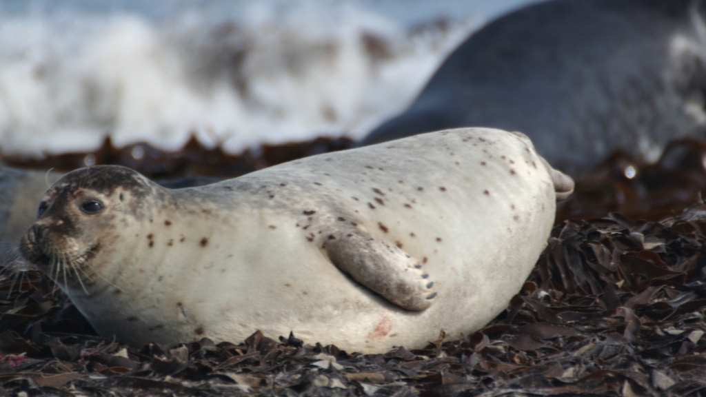 Photo: Lying seal.
