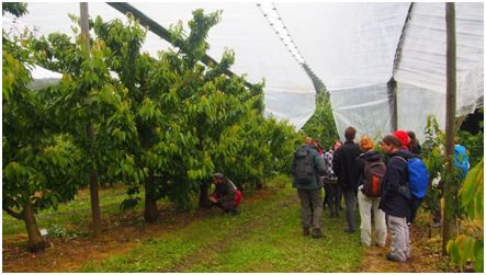 Photo: Canopy trials on sweet cherries at the orchard centre.